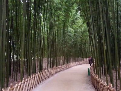 태화강십리대밭